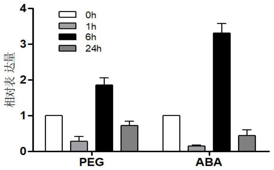 Transcription factor osae10 related to rice drought tolerance and its coding gene and application