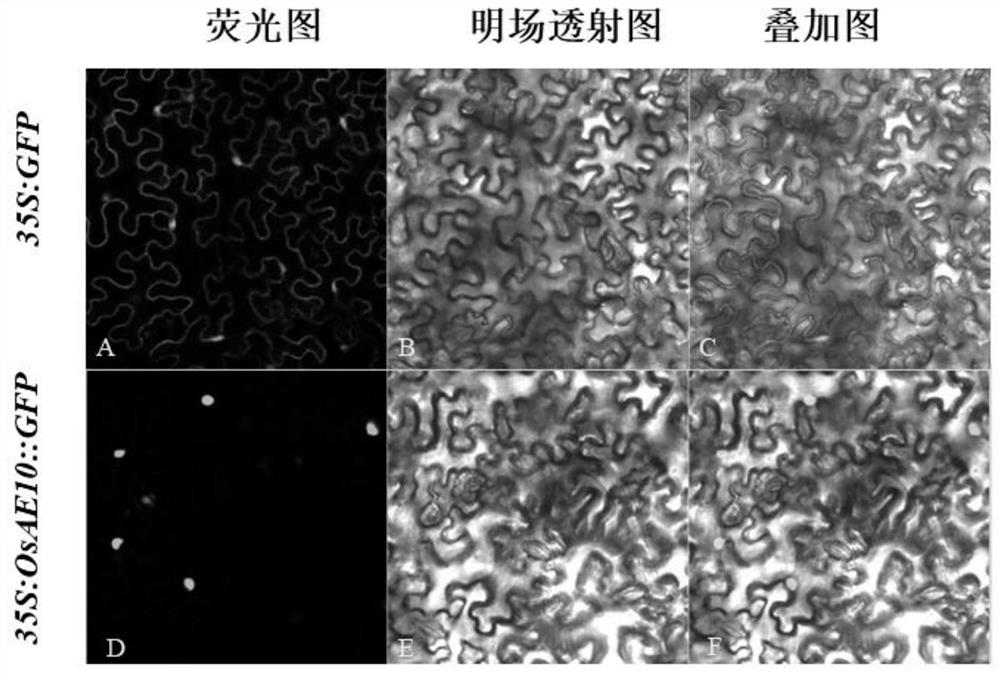 Transcription factor osae10 related to rice drought tolerance and its coding gene and application