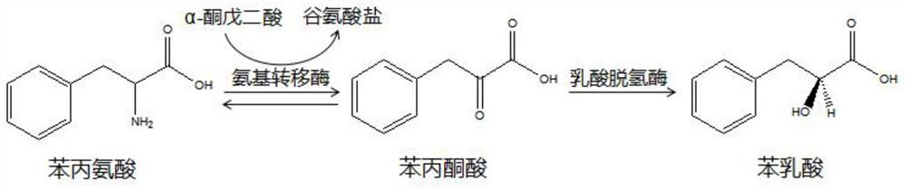 Genetically engineered bacterium of Bacillus licheniformis with high yield of phenyllactic acid, method for producing phenyllactic acid and application