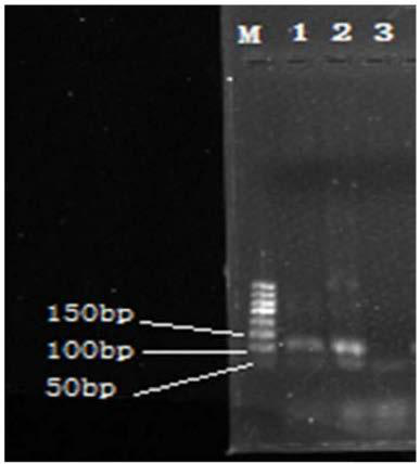 Specific primer, kit and identification method for identifying donkey-derived components