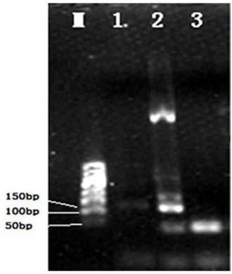 Specific primer, kit and identification method for identifying donkey-derived components