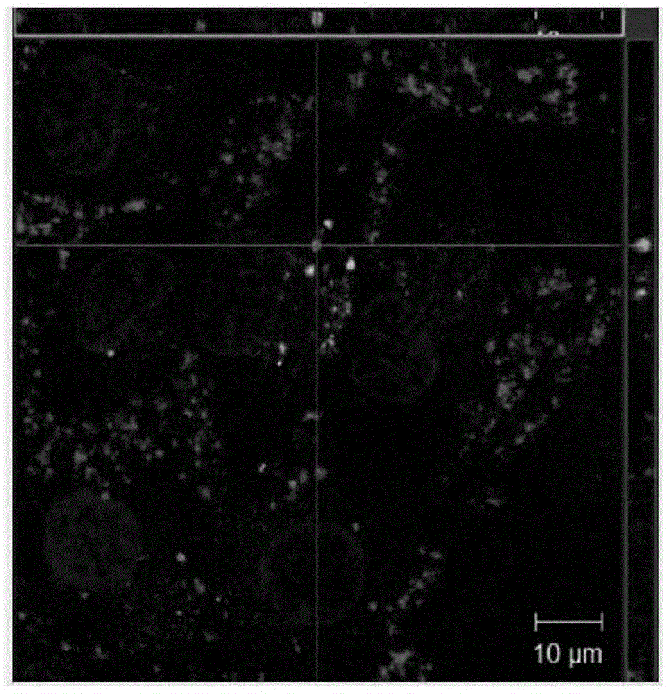 Composition containing exogenous mitochondrion as active ingredient, application thereof and cell repairing method