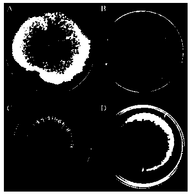 Korean pseudomonas and application thereof