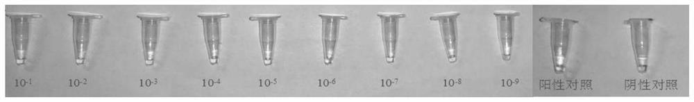 Virus sample treating fluid and treating method of novel coronavirus and rapid constant-temperature reverse transcription amplification kit for detecting virus