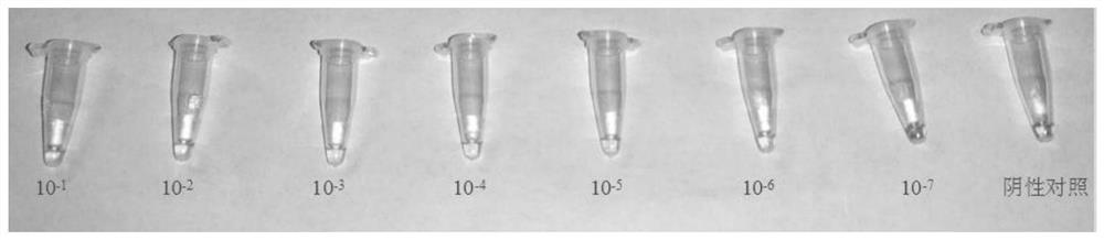 Virus sample treating fluid and treating method of novel coronavirus and rapid constant-temperature reverse transcription amplification kit for detecting virus