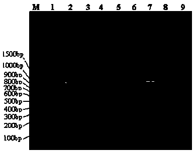 Identification and detection method matched with attenuated live vaccines for NADC30-like PRRSV and application thereof