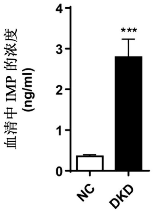 Application of imidazole propionic acid as biomarker for predicting diabetic nephropathy and detection kit