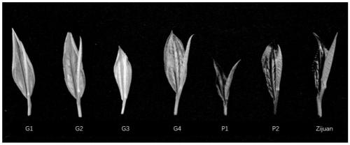 InDel molecular marker tightly linked with tea purple buds and application of InDel molecular marker