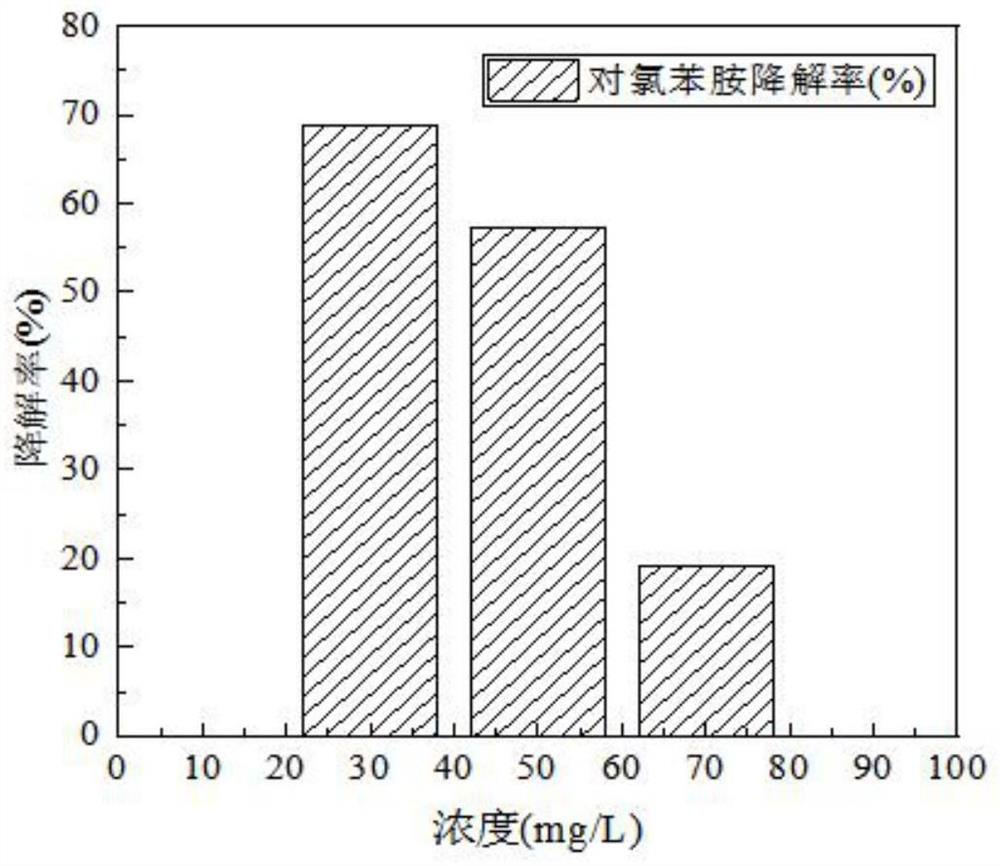 Rhodococcus inoculant and remediation method of rhodococcus inoculant on organic chlorine polluted soil