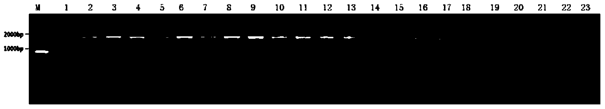 Human papillomavirus l1l2 capsid protein interaction site and its application