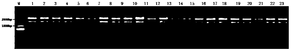 Human papillomavirus l1l2 capsid protein interaction site and its application