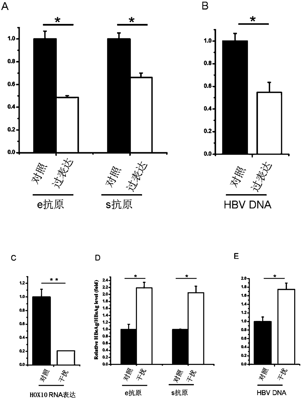 Application of human HOXA10 (Homeobox A10) in preparing drug for treating or preventing HBV (Hepatitis B Virus) infection