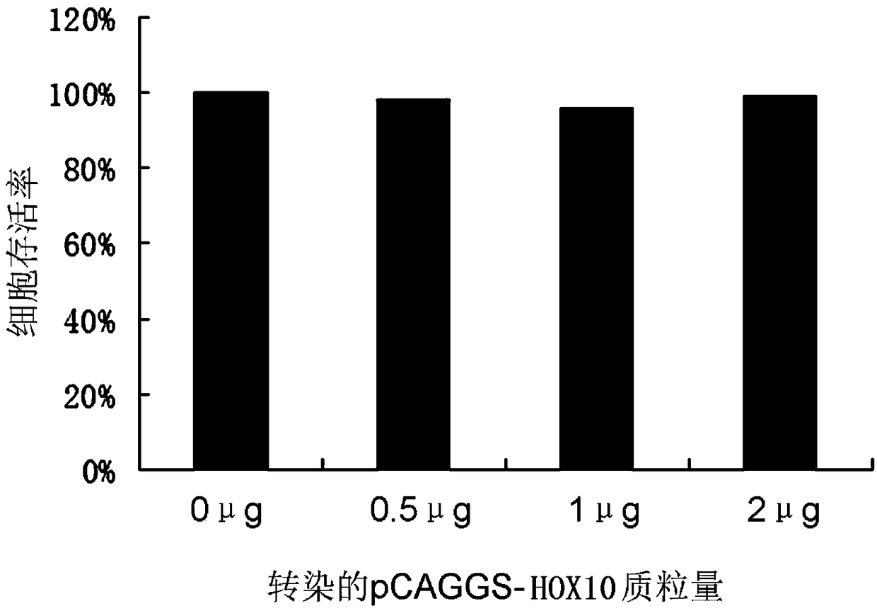 Application of human HOXA10 (Homeobox A10) in preparing drug for treating or preventing HBV (Hepatitis B Virus) infection