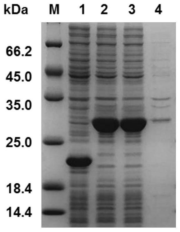 Recombinant human-like elastin and composition thereof