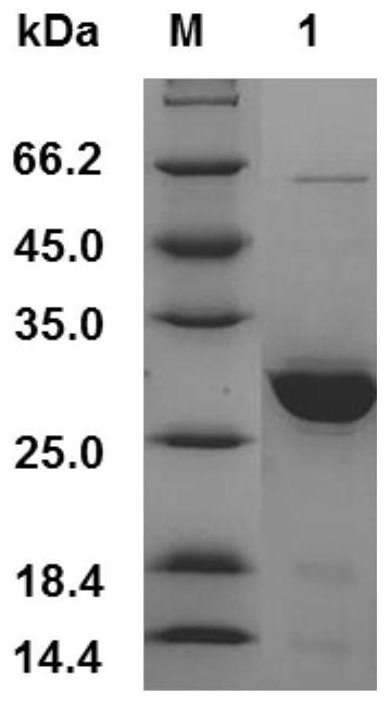 Recombinant human-like elastin and composition thereof