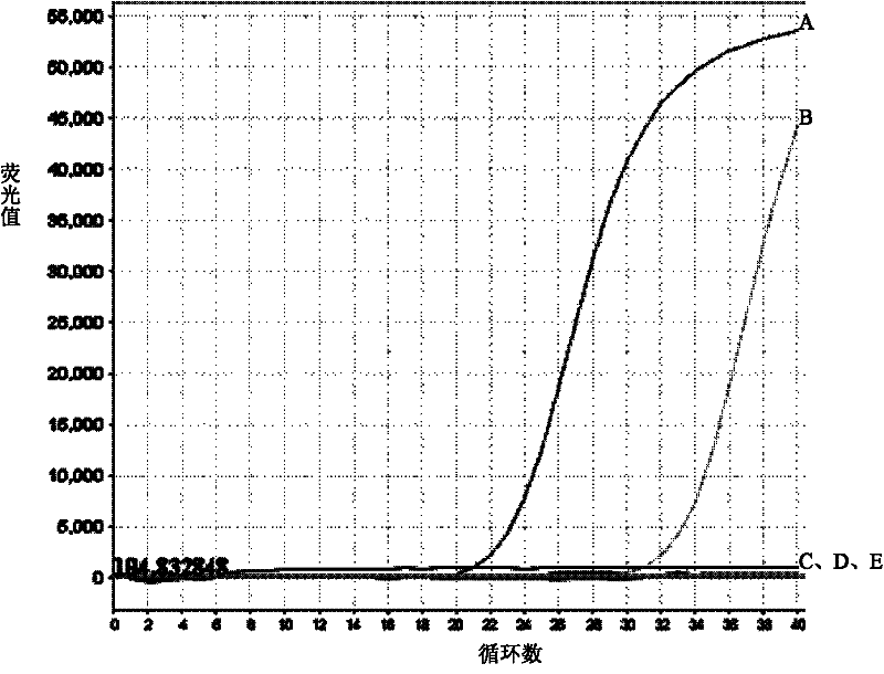 Fluorescent quantitative rt-pcr detection kit for detecting bovine viral diarrhea virus and its application