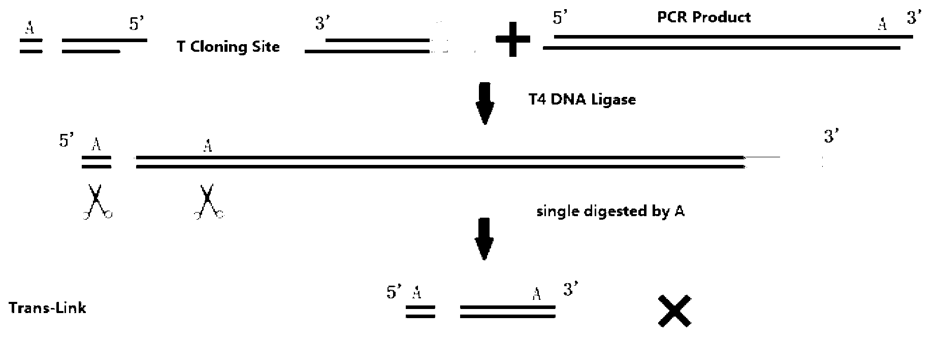 Directional cloning method, transformation method of carrier and carrier T