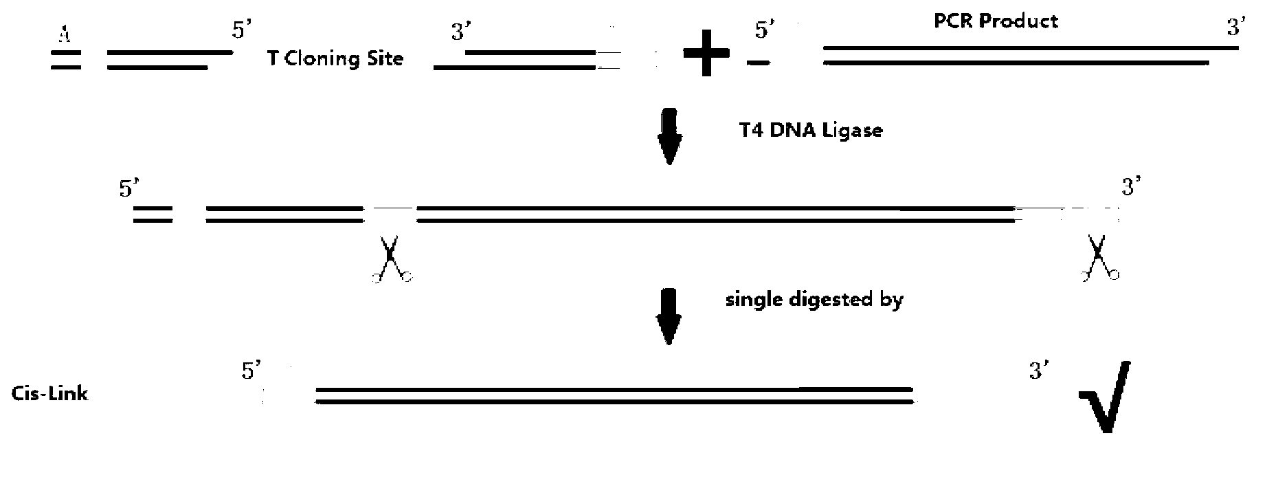 Directional cloning method, transformation method of carrier and carrier T