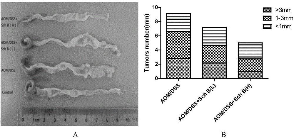 Application of schisandrin B in preparation of drugs used for preventing colitis or colorectal carcinomas