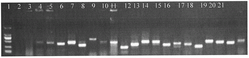 Rapid DNA extraction kit of medicinal material