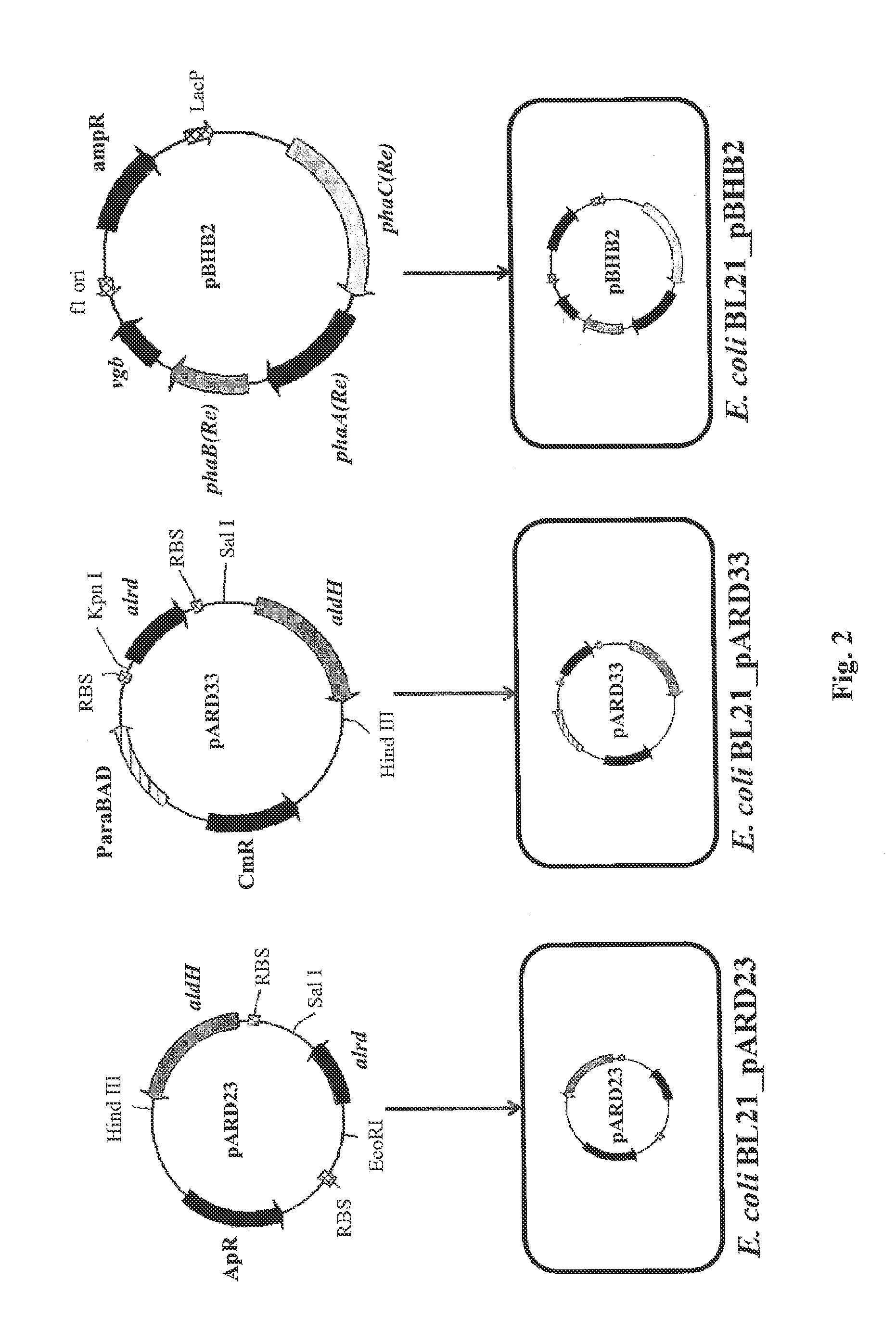 Method for producing biodegradable polymer and biomass fuel converted from carbon source by recombinant microorganisms