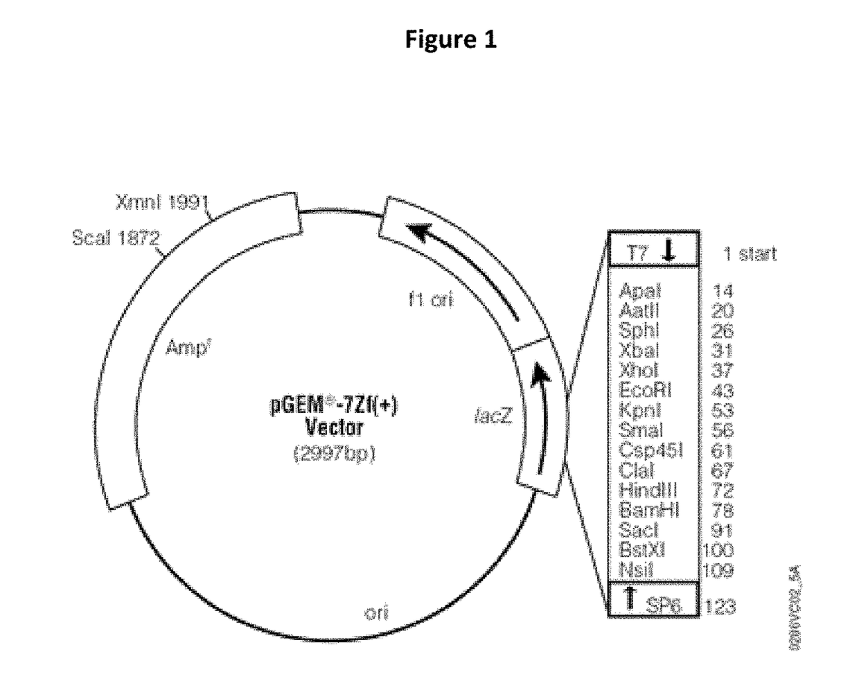 Engineered cyanobacteria with enhanced salt tolerance