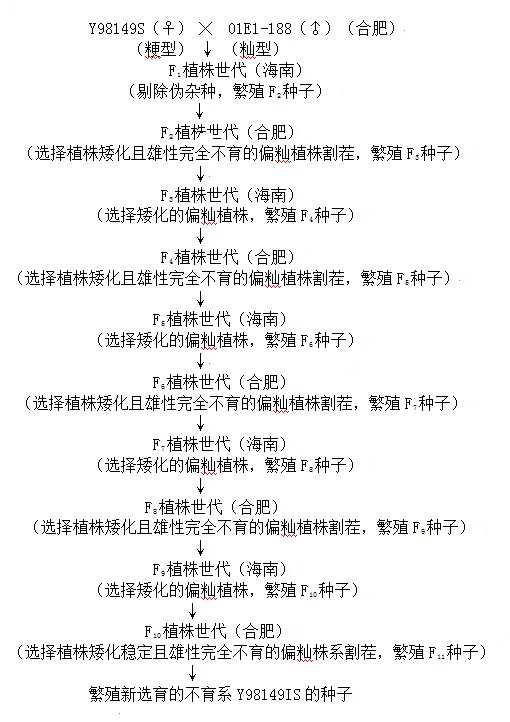 Breeding method and application of middle indica-tendency type rice semi-dwarf photosensitive sterile line