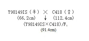 Breeding method and application of middle indica-tendency type rice semi-dwarf photosensitive sterile line