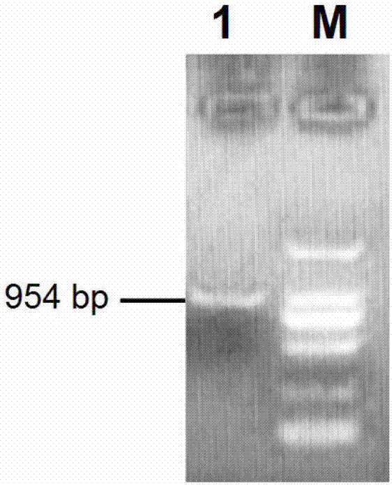 Three goat MC1R deficient mutants and application thereof