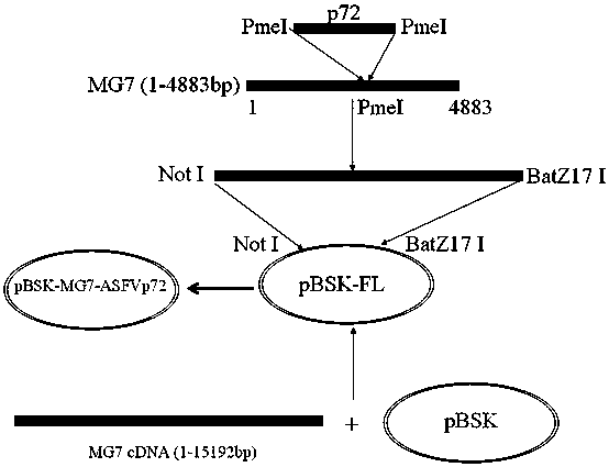 A recombinant virus vaccine strain expressing African swine fever virus p72 protein