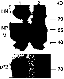 A recombinant virus vaccine strain expressing African swine fever virus p72 protein