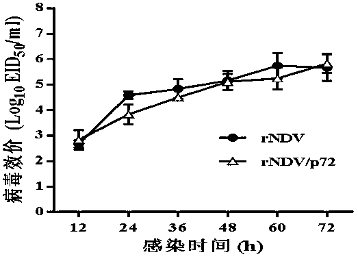 A recombinant virus vaccine strain expressing African swine fever virus p72 protein