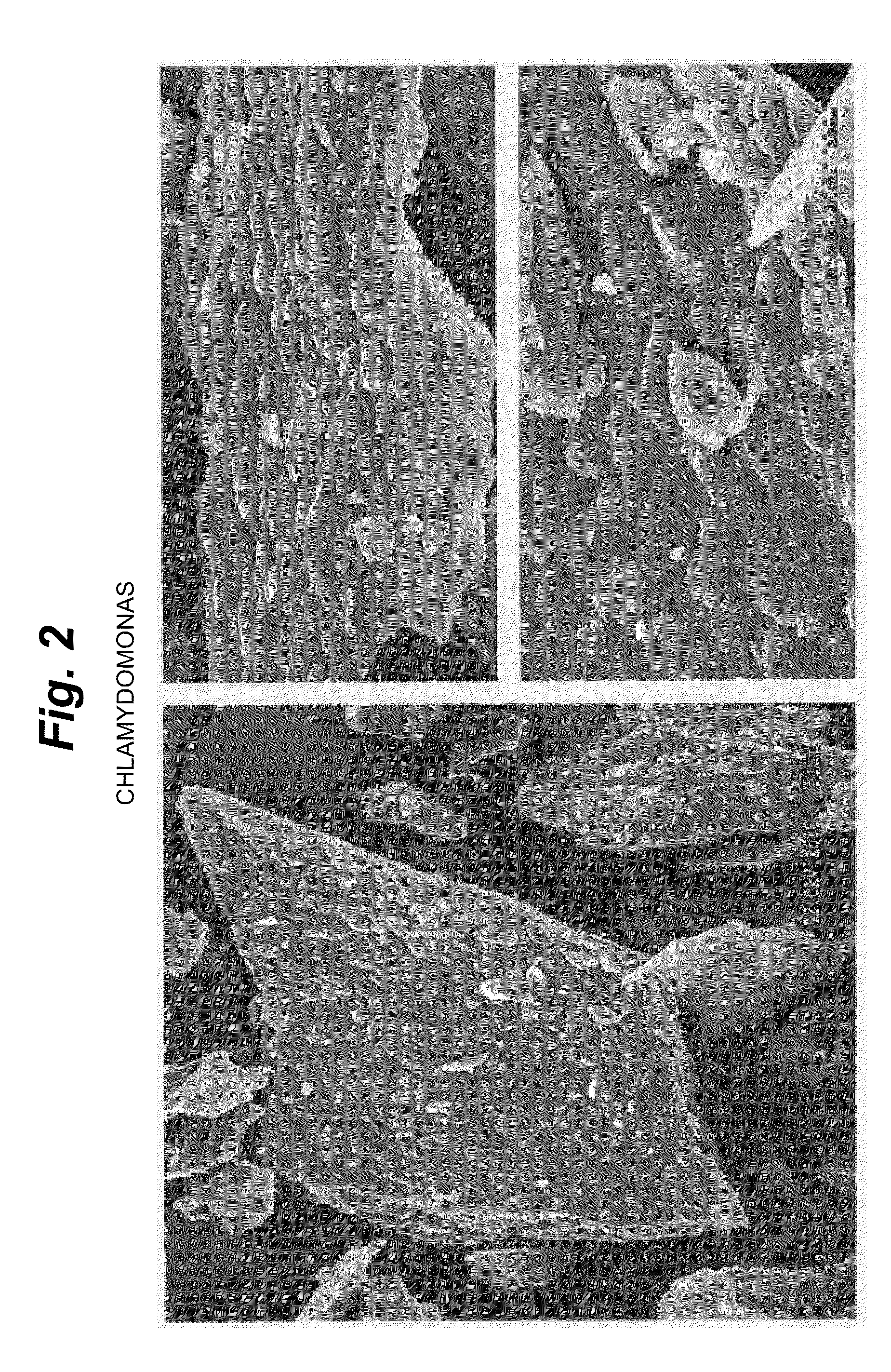 Algal Coal and Process for Preparing Same