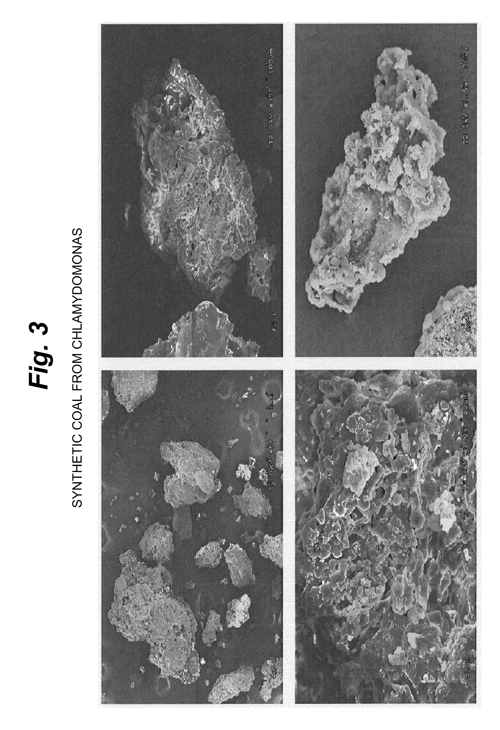 Algal Coal and Process for Preparing Same