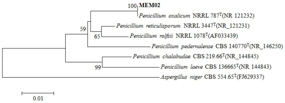 Preparation method of penicillium oxalicum and application of penicillium oxalicum in phosphate solubilizing, growth promoting and fusarium graminearum antagonism