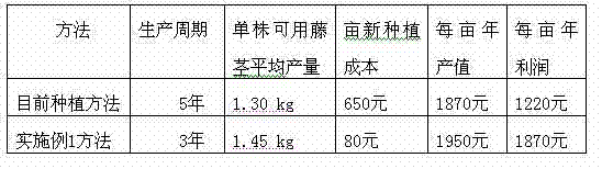 Harvesting and planting method for fibraurea recisa pierre