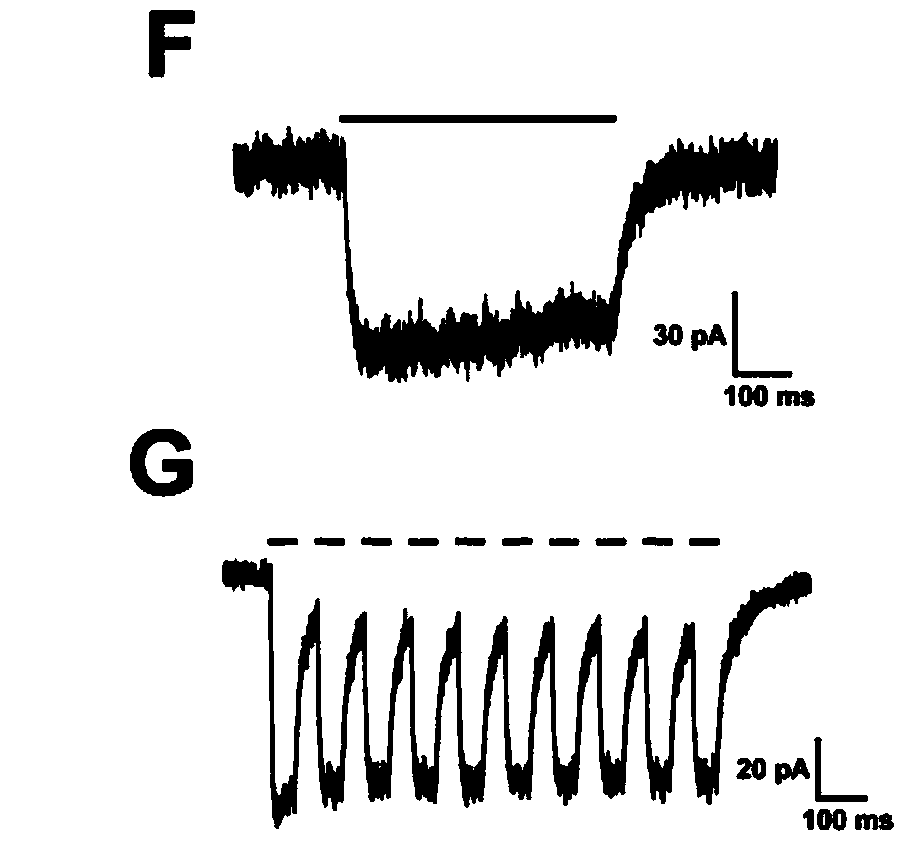 Glioma cell line and construction method thereof