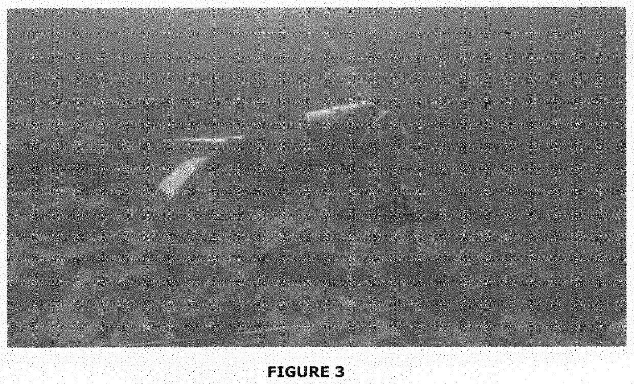 Estimating fish size, population density, species distribution and biomass