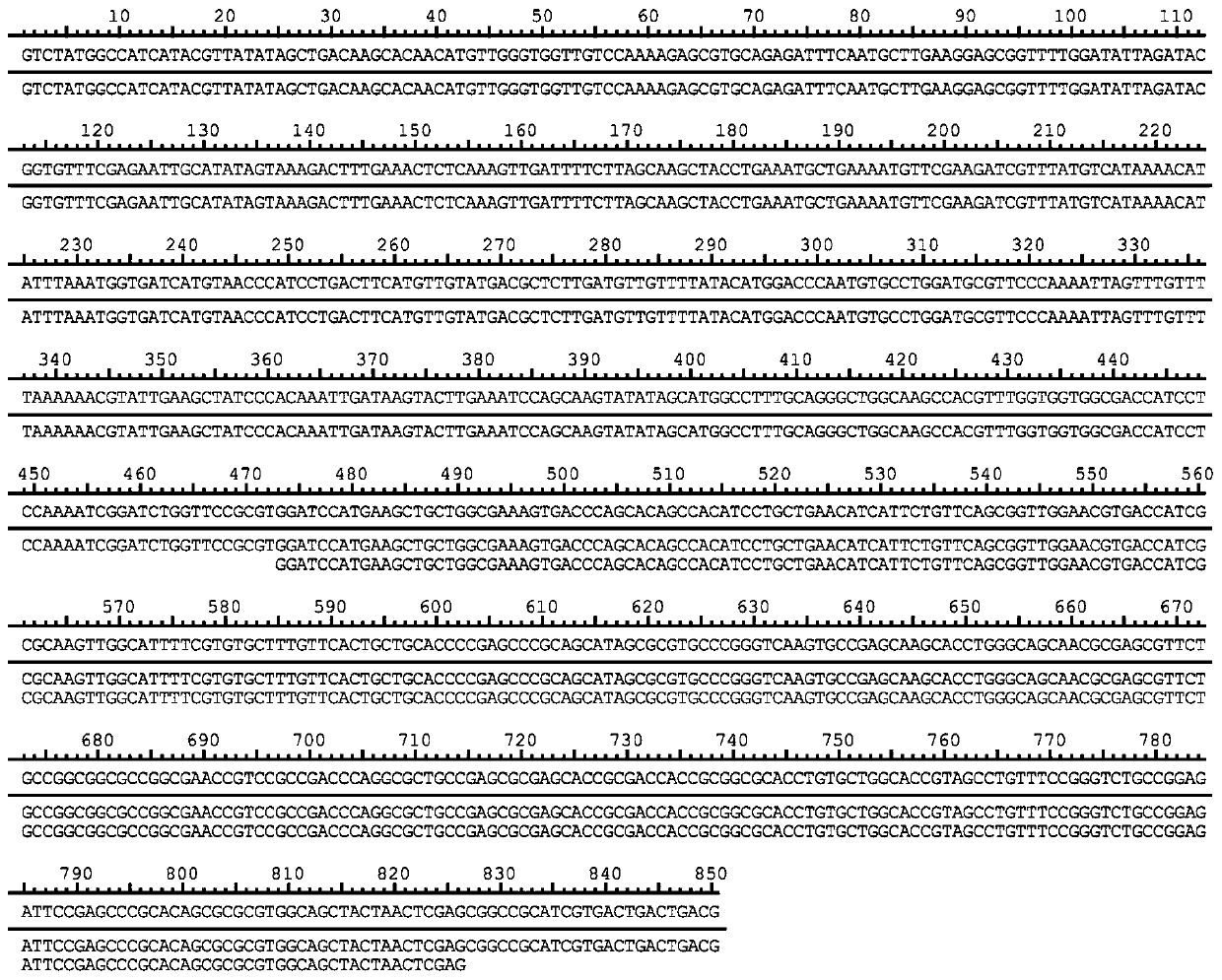 Recombinant plasmid containing human SMIM25 gene, genetic engineering bacteria, recombinant protein, polyclonal antibody and preparation method and application thereof