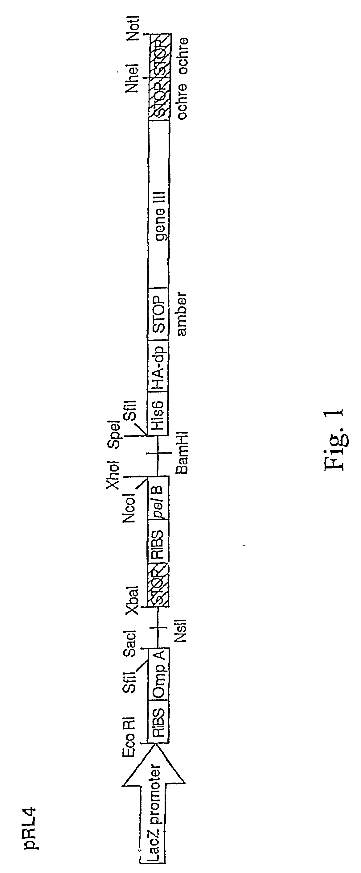 Rationally designed antibodies