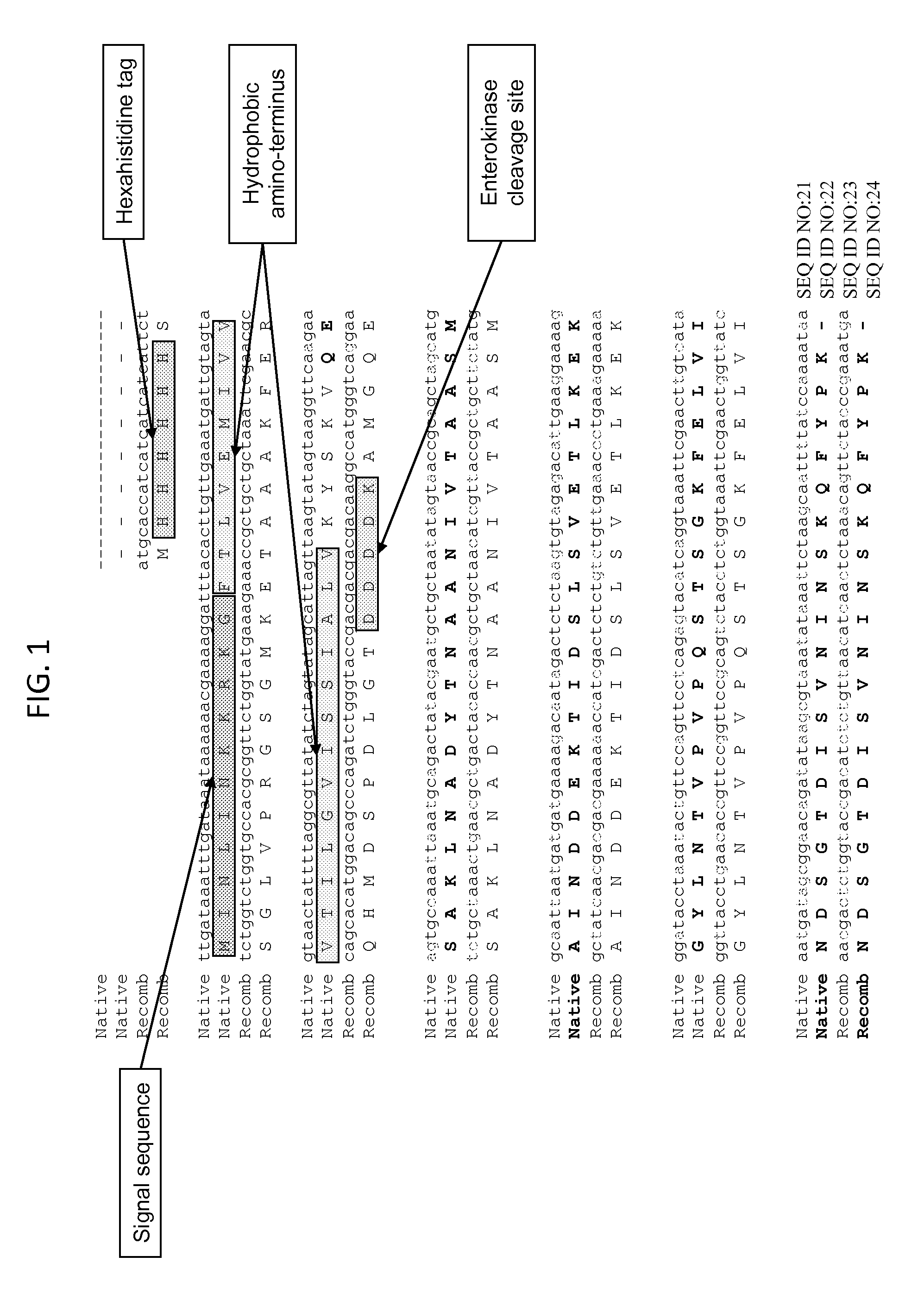 Engineered Type IV Pilin of Clostridium difficile