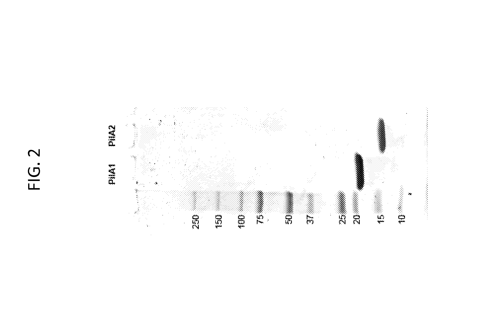 Engineered Type IV Pilin of Clostridium difficile