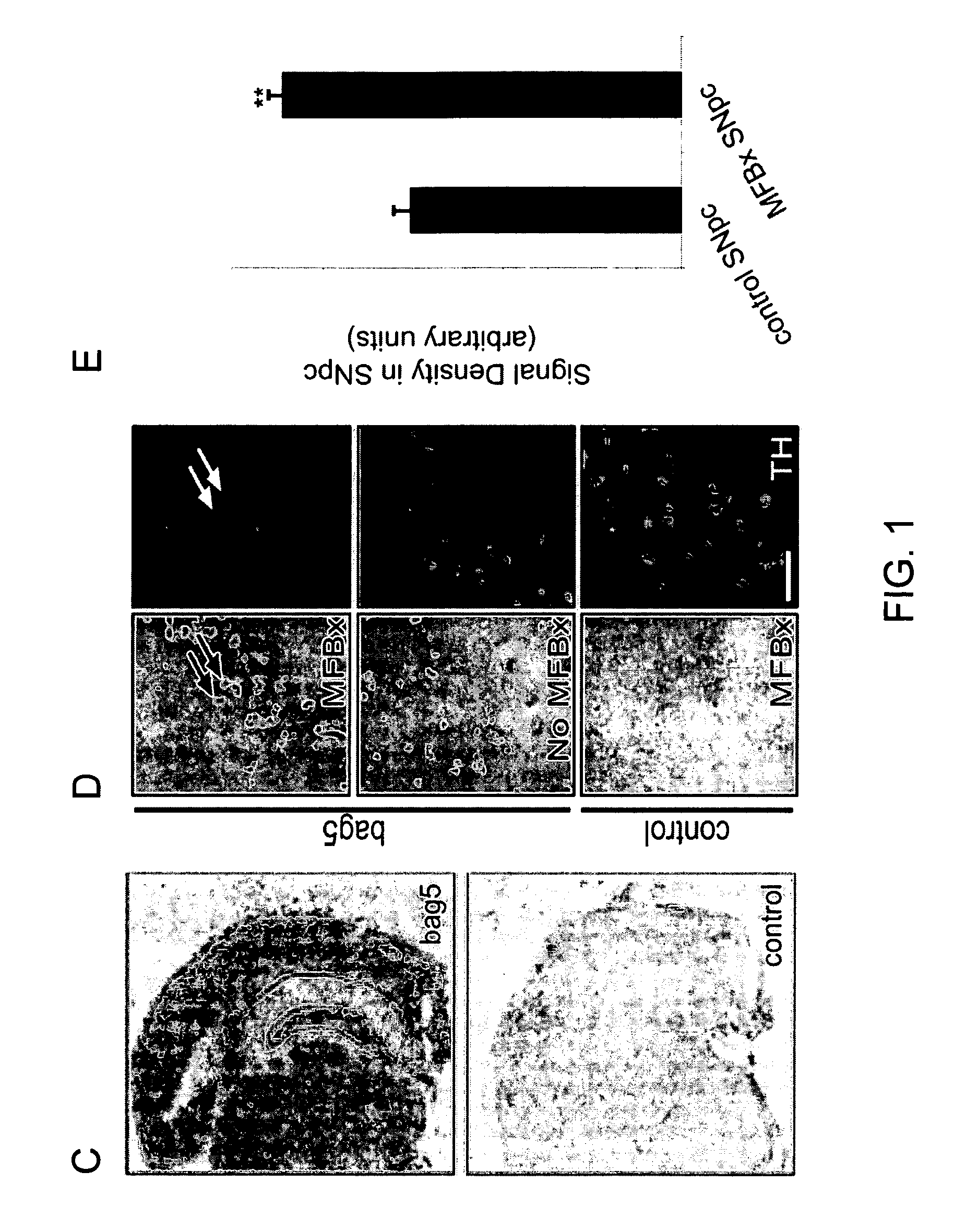 Compositions and methods to inhibit cell loss by using inhibitors of BAG