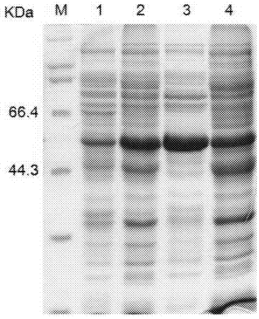 Truncated L1 protein of human papillomavirus type 58