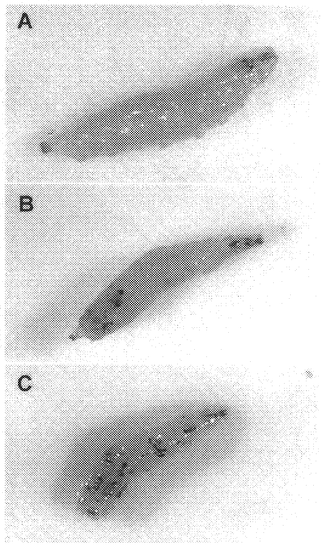 Non-mammalian transgenic animal model for cellular proliferative diseases