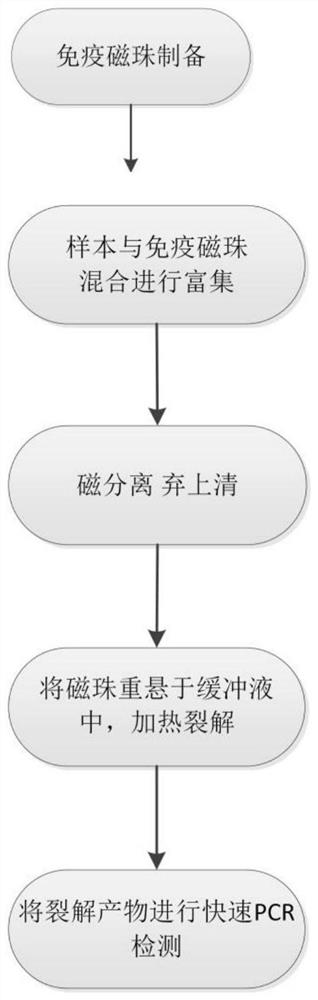 Hepatitis B virus enrichment fluorescent PCR (polymerase chain reaction) detection method