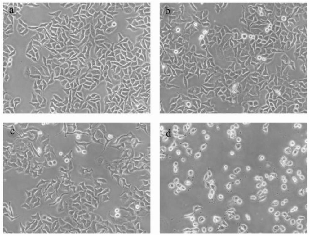 Application of physalis pubescens persistent calyx extract