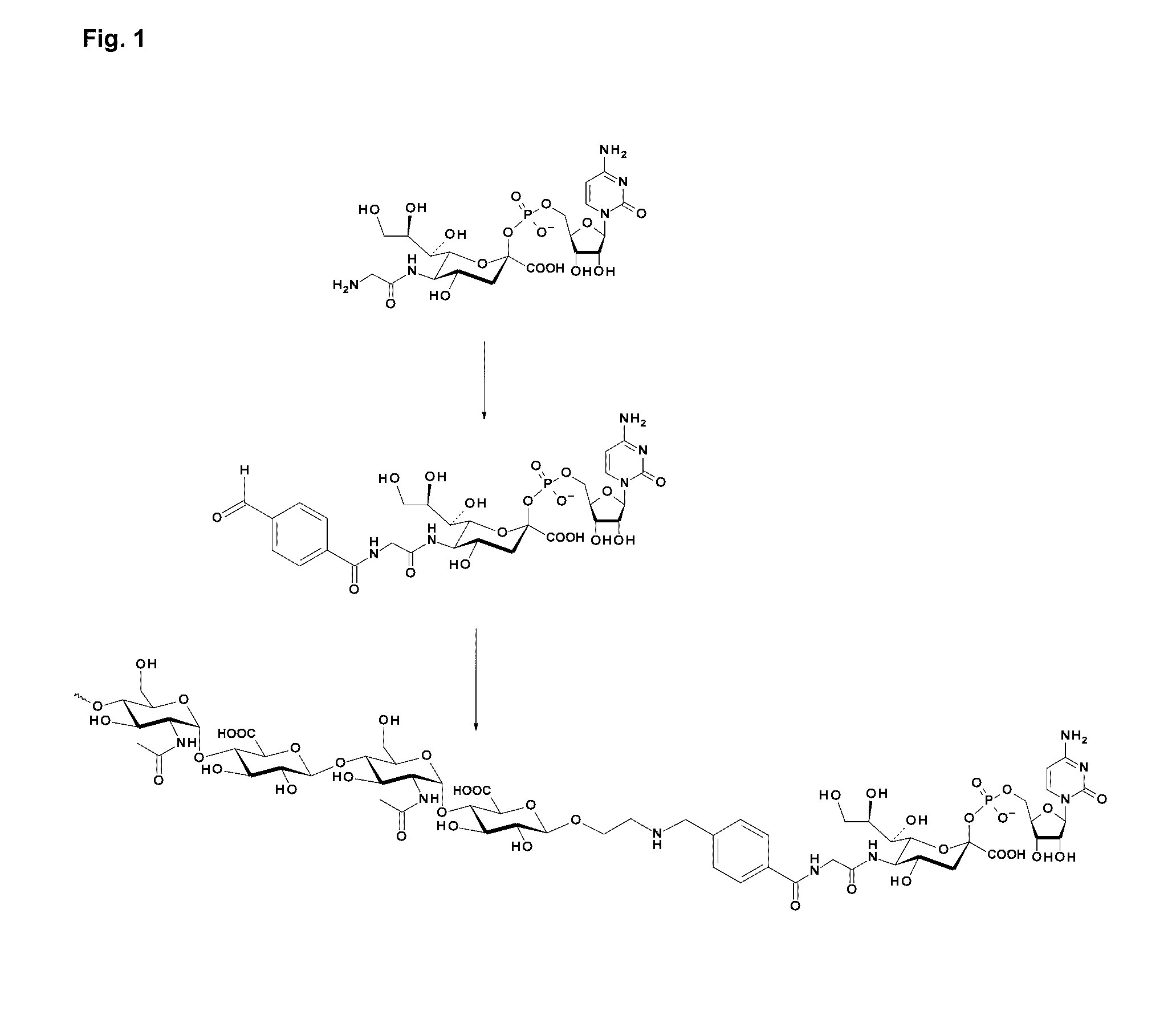 Coagulation Factor IX Conjugates