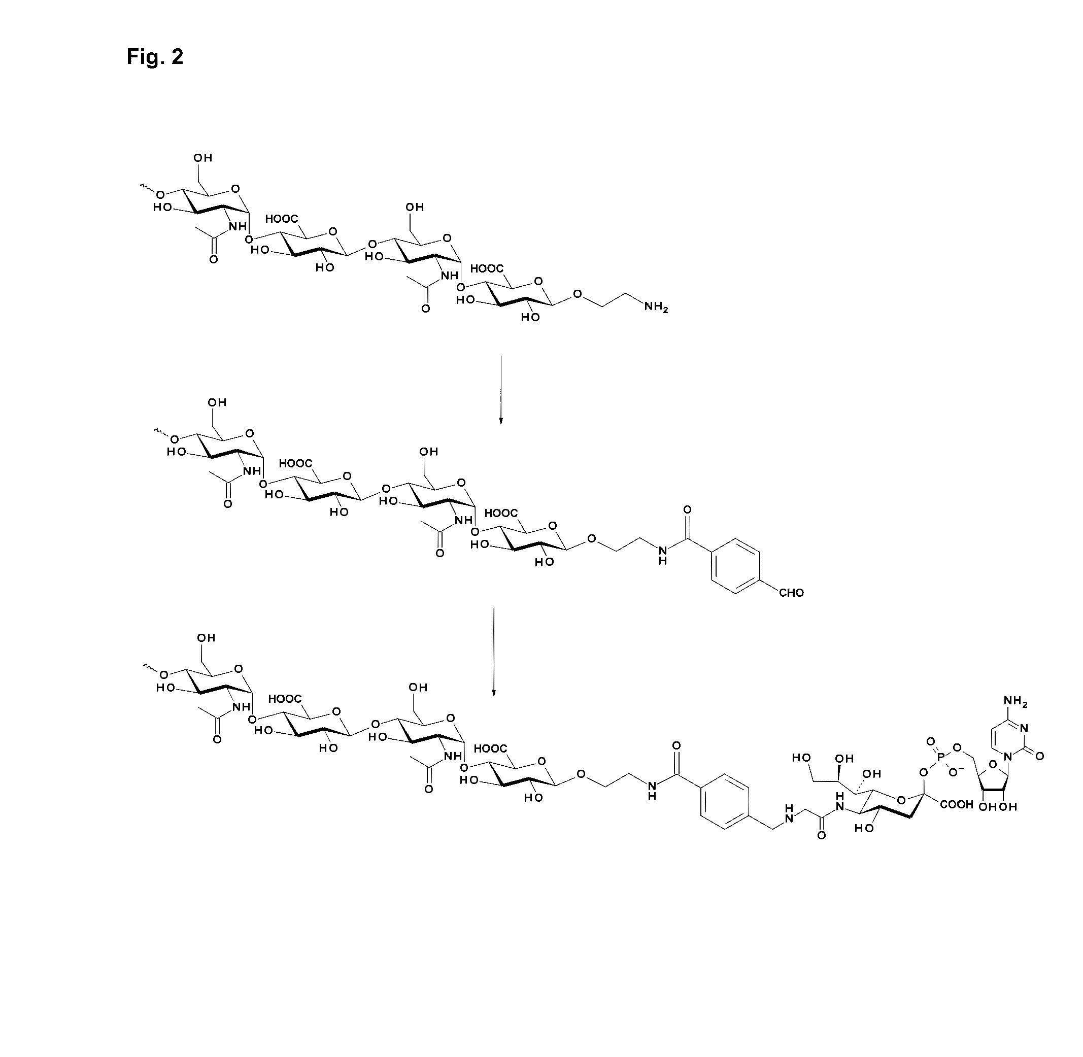 Coagulation Factor IX Conjugates