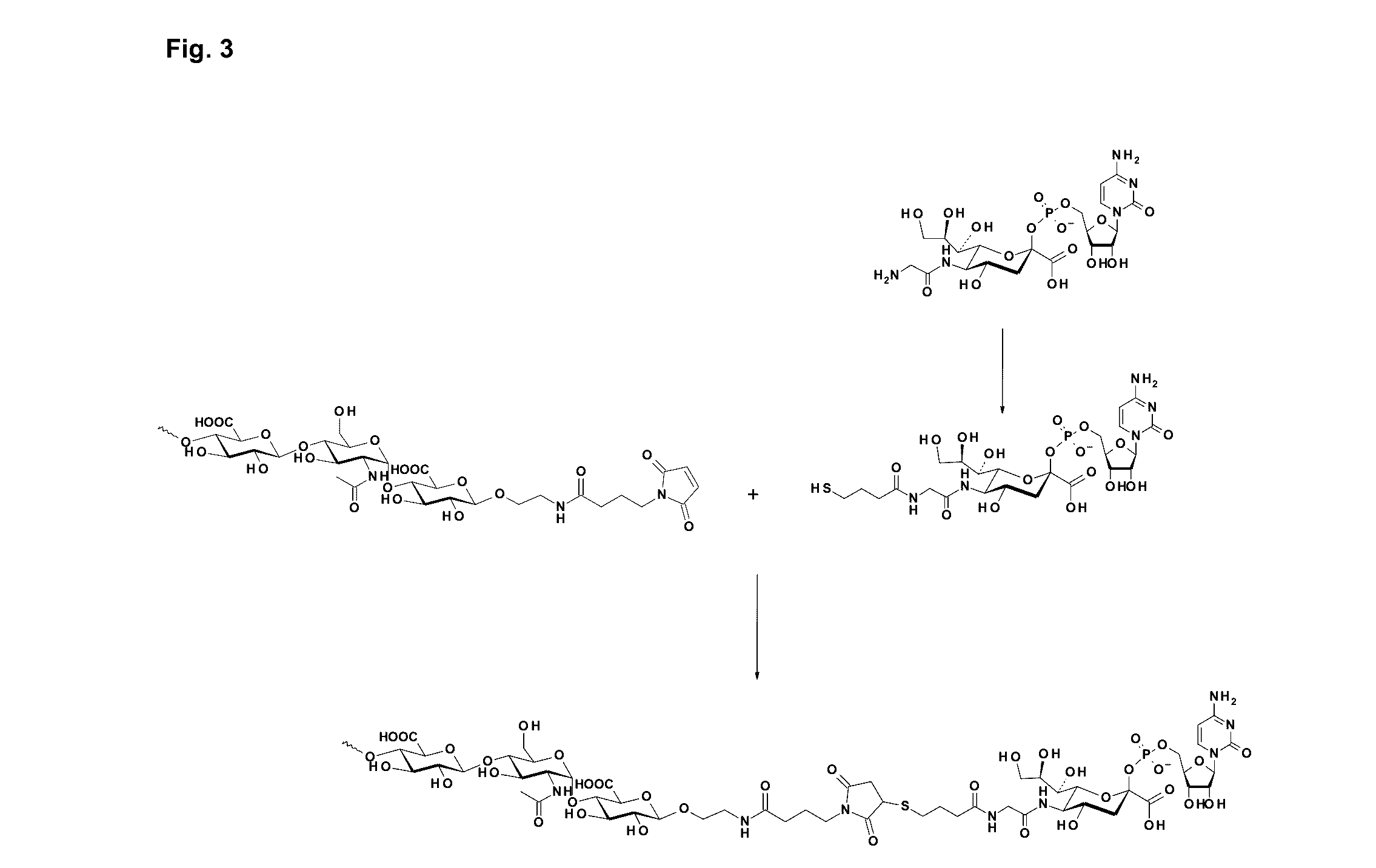 Coagulation Factor IX Conjugates